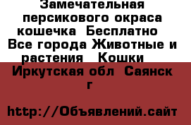 Замечательная персикового окраса кошечка. Бесплатно - Все города Животные и растения » Кошки   . Иркутская обл.,Саянск г.